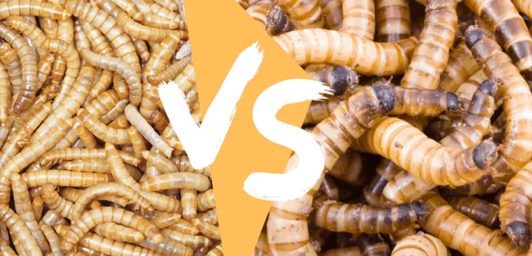 Are Mealworms And Superworms The Same