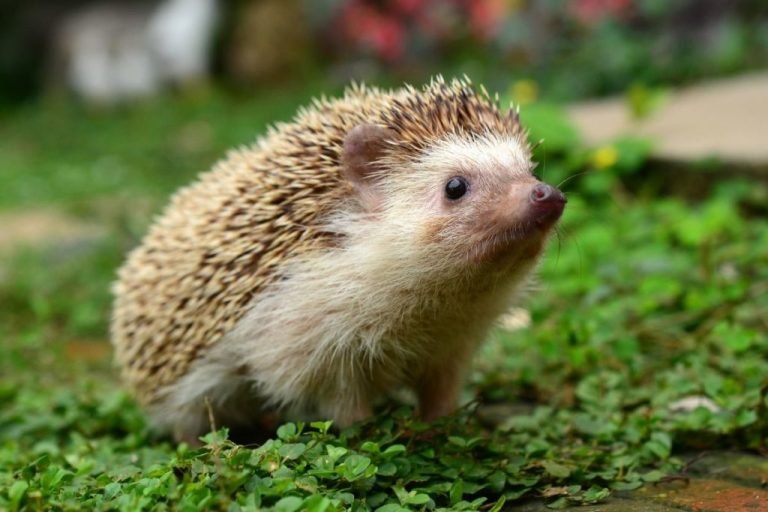 Can Hedgehogs Eat Dubia Roaches