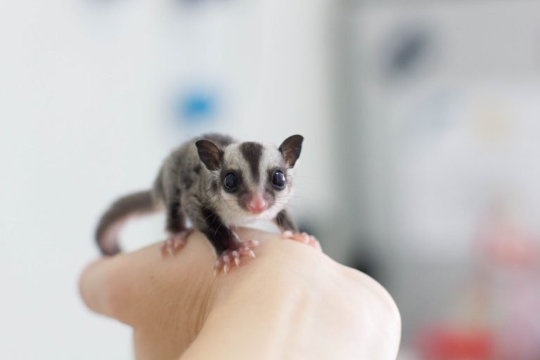 Can Sugar Glider Play With Teaser