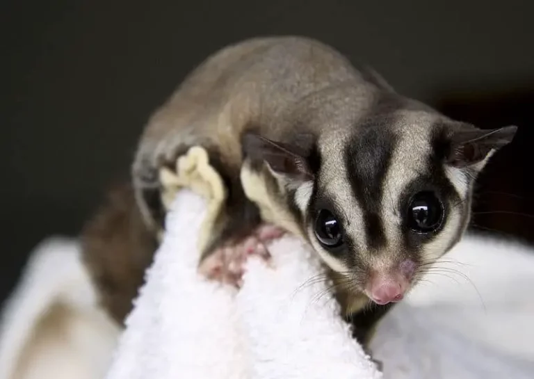 Can Sugar Gliders Eat Cranberries