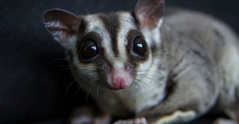 Can Sugar Gliders Eat Pumpkin