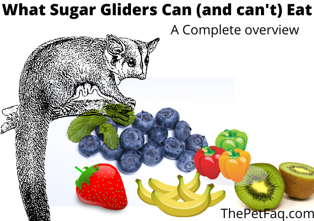 Can Sugar Gliders Eat Zucchini