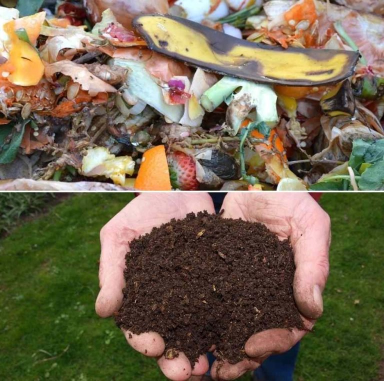 Can You Compost Sugar Glider Waste