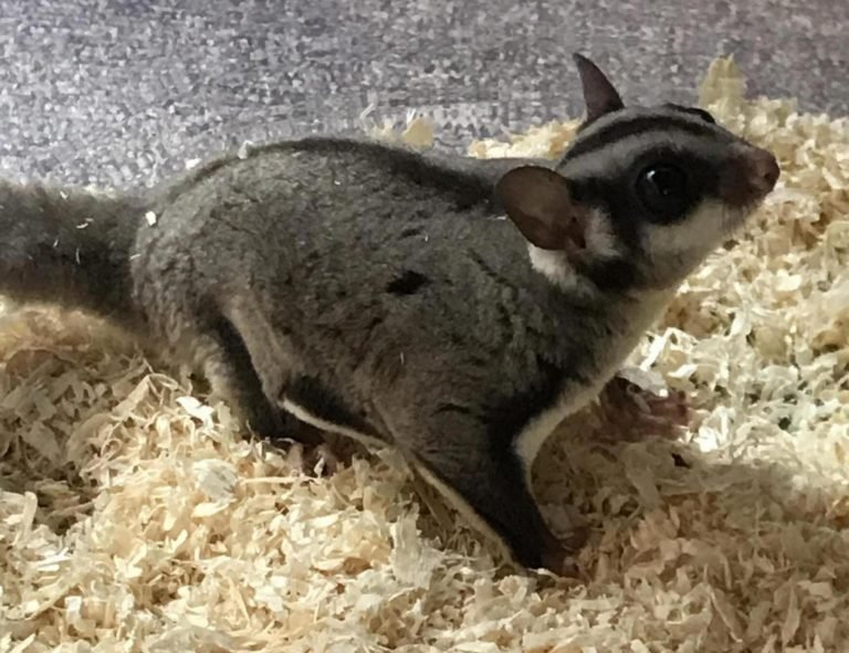 Female Sugar Glider