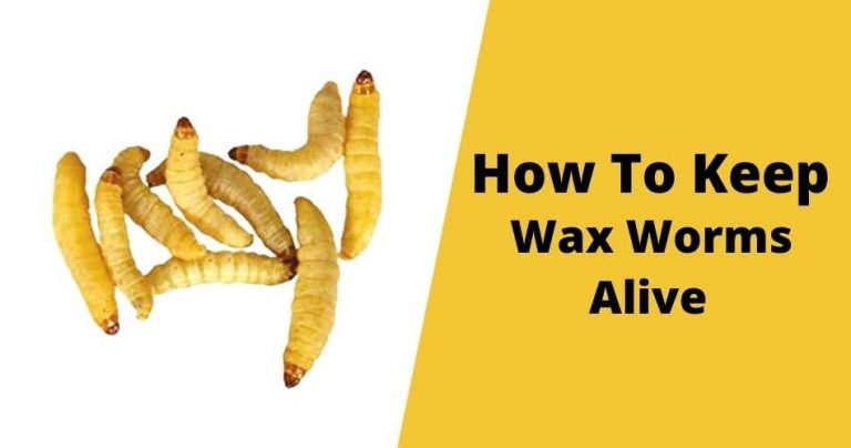 How To Keep Wax Worms