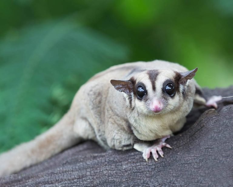 How To Own Sugar Glider