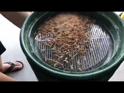 Mealworm Pupa Sifter