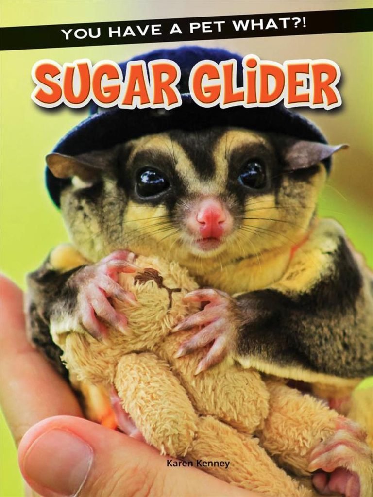 Sugar Glider Book