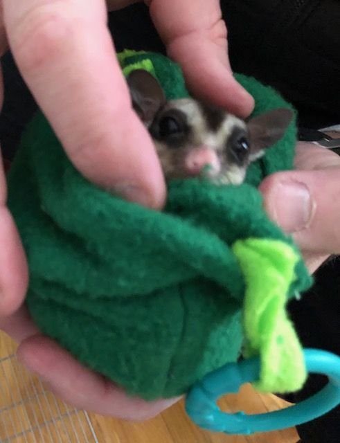 Sugar Glider For Sale Knoxville Tn