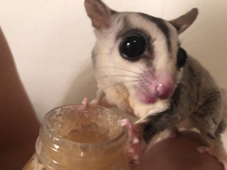 Sugar Glider For Sale San Diego