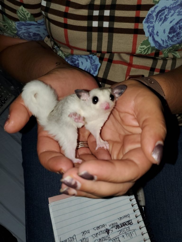 Sugar Glider For Sale St Louis