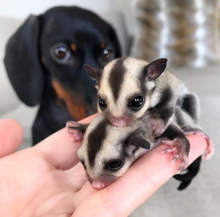 Sugar Gliders For Sale Louisville Ky