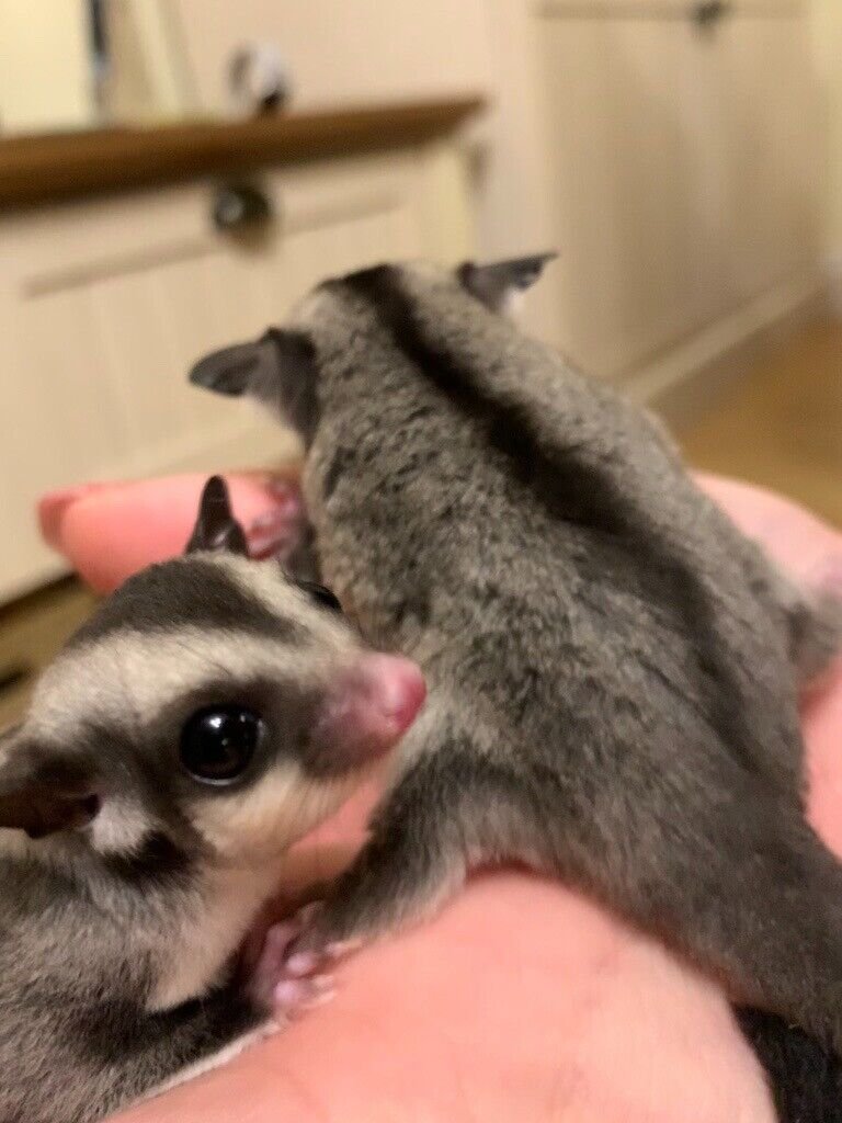 Sugar Gliders For Sale Nj