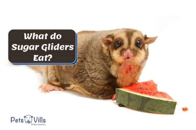 What Do Sugar Gliders Eat List