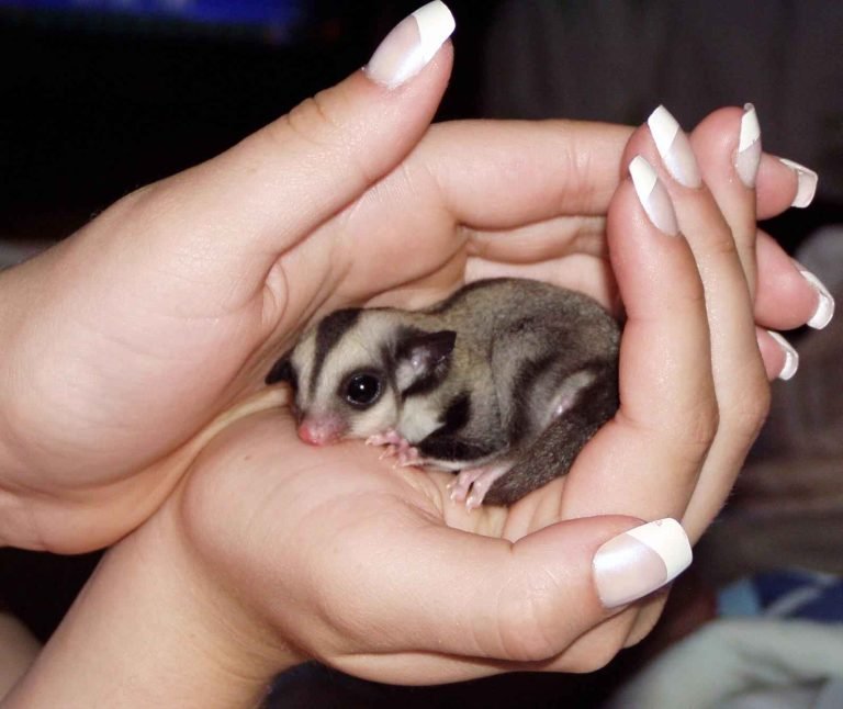 What Size Saucer For Sugar Glider