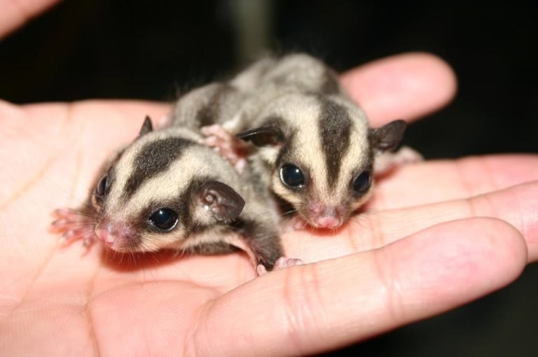 Where To Buy Sugar Glider Babies