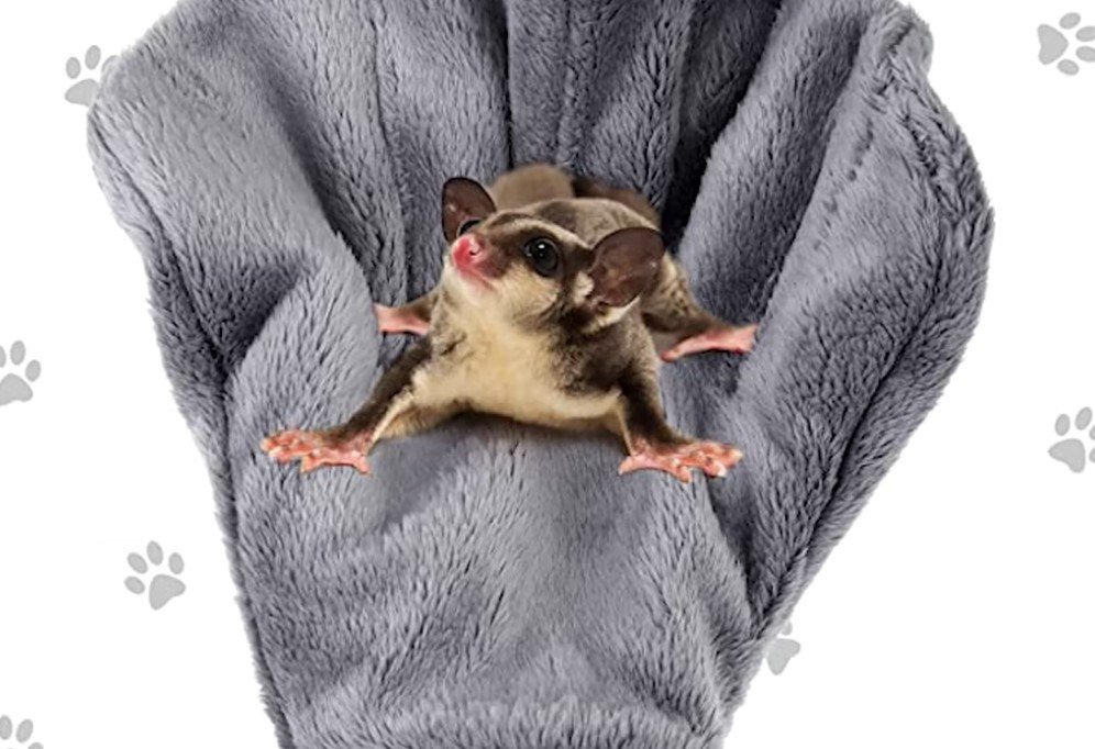 Are Sugar Gliders Omnivores