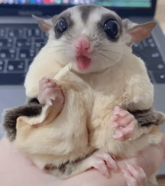 Can You Buy A Sugar Glider In The Uk