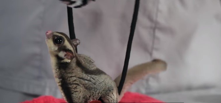Do Sugar Gliders Need A Lot Of Attention