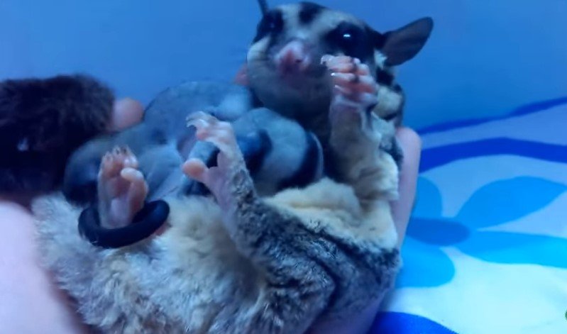 Sugar Gliders Recognize Their Owners