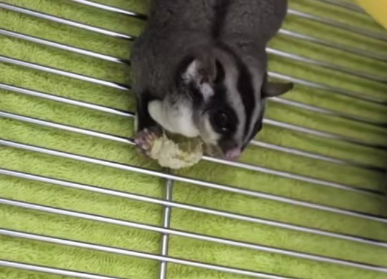 How Much Space Do Sugar Gliders Need