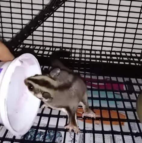 How Much To Buy A Sugar Glider