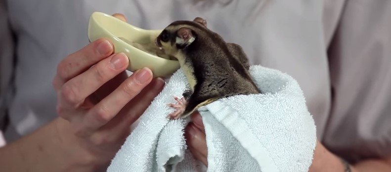 How To Feed Sugar Gliders