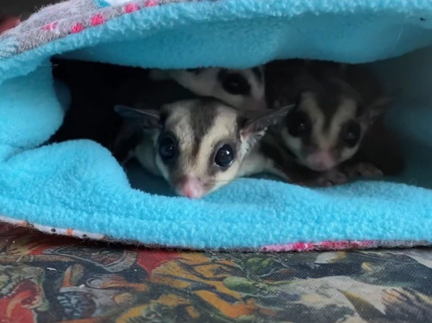 Should Sugar Gliders be in Pairs