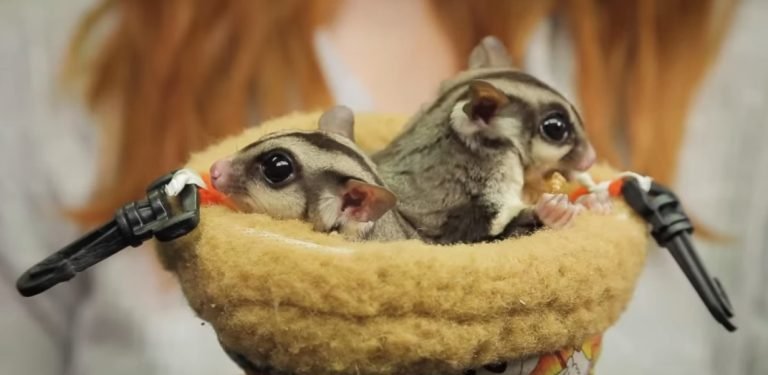 Are Sugar Gliders Legal In The Uk