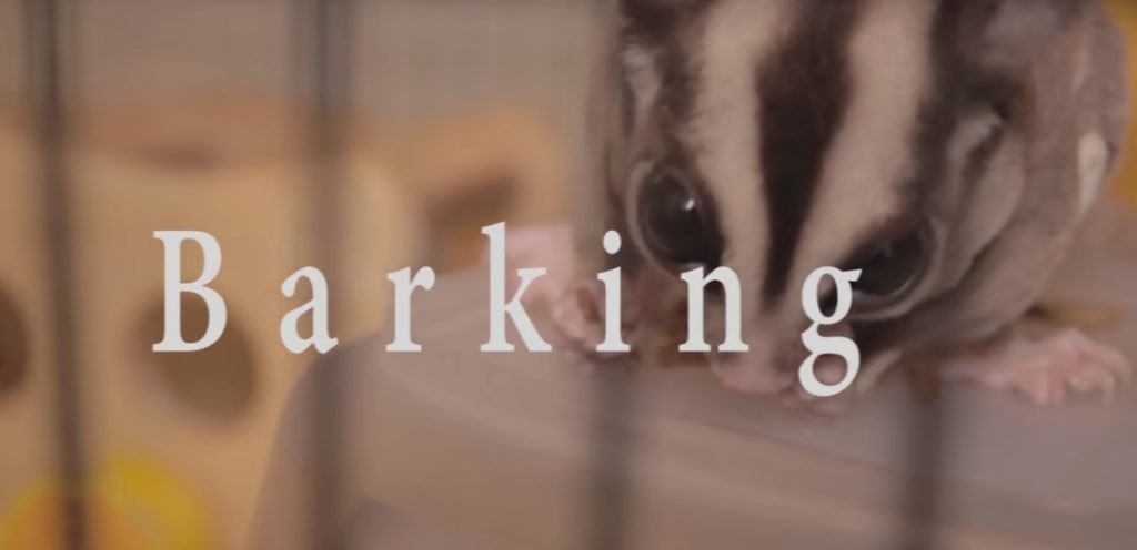 Barking: Sounding the Alarm