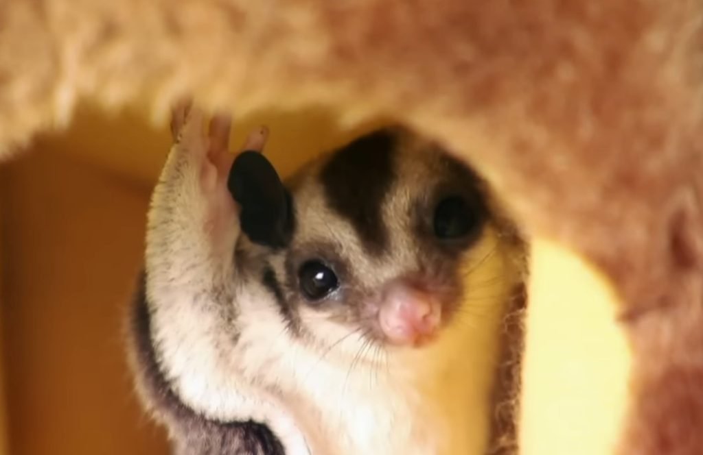 Is It Cruel To Keep Sugar Gliders As Pets