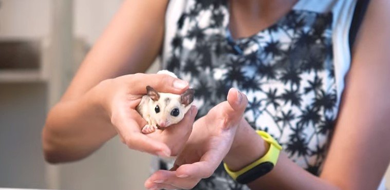 How To Hold A Sugar Glider