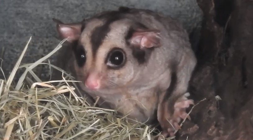 Are Sugar Gliders Easy To Take Care Of