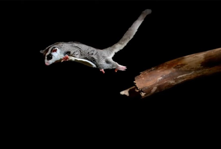 Are Sugar Gliders Illegal In The Uk