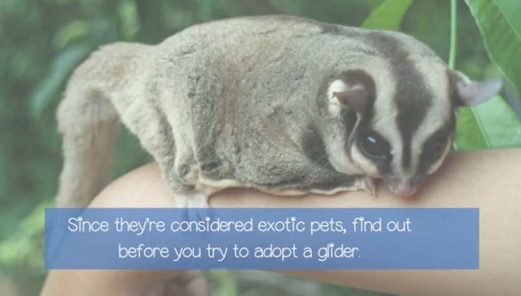 Are Sugar Gliders Legal In California - PETLOQ