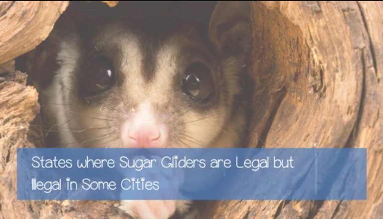 Are Sugar Gliders Legal In The Us