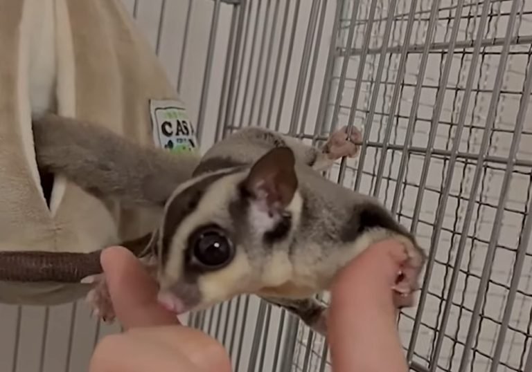 Are Sugar Gliders Venomous