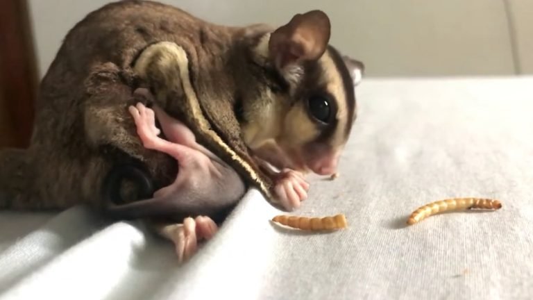 Can Sugar Gliders Eat Dried Mealworms