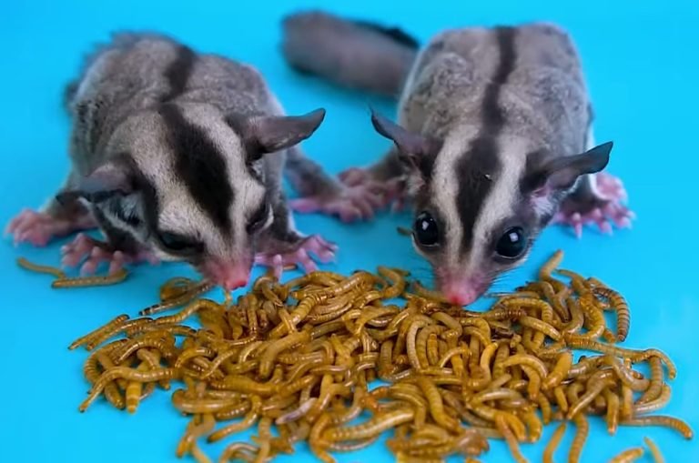 Can Sugar Gliders Eat Mealworms