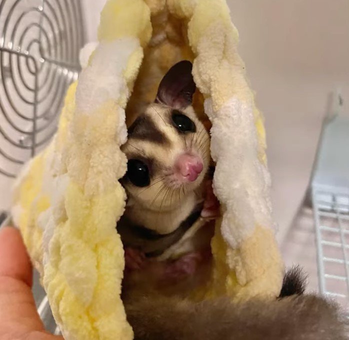 Can You Buy Sugar Gliders In The Uk