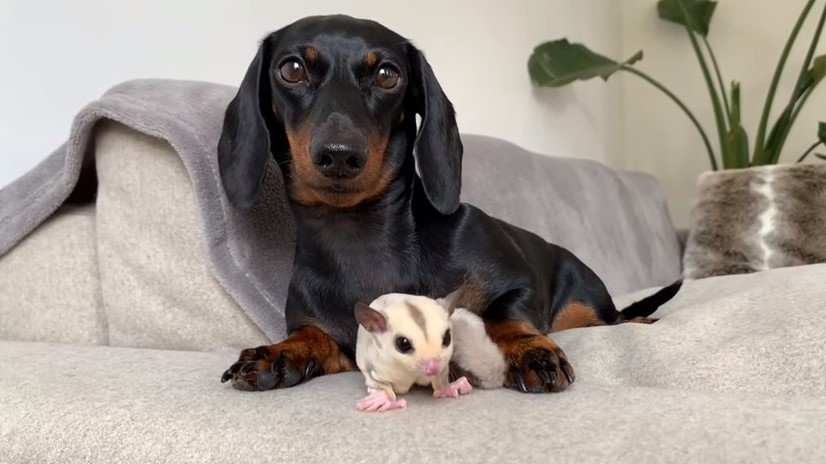 Do Sugar Gliders Get Along With Dogs