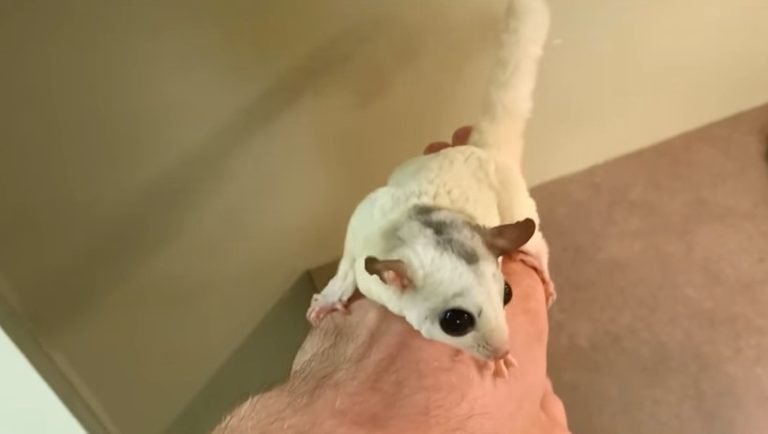 Do Sugar Gliders Like To Be Held