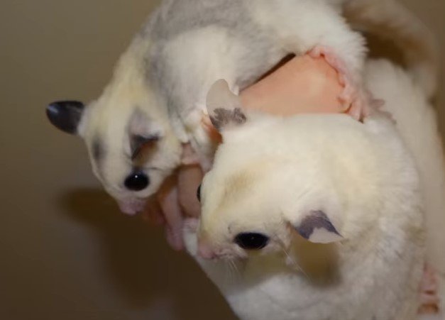 Sugar Glider Behavior