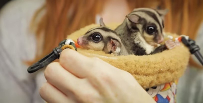 Do You Need A License For A Sugar Glider