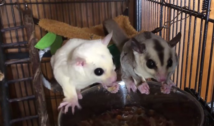How Expensive Are Sugar Gliders