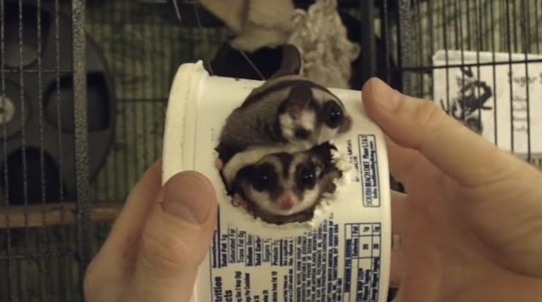 How Much Does It Cost To Buy A Sugar Glider