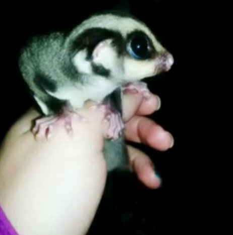 How Much Does It Cost To Own A Sugar Glider