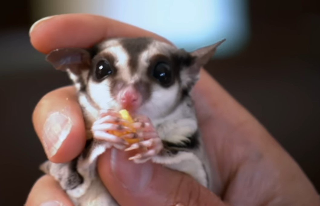 Is A Sugar Glider A Monkey