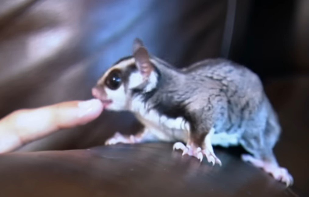 Is A Sugar Glider A Possum