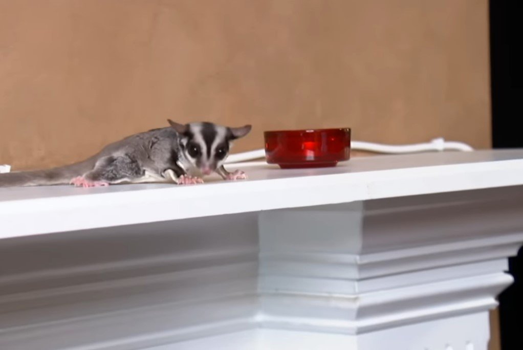 Is A Sugar Glider A Possum